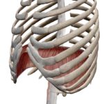 外側の骨が肋骨で、内側の赤い部分が横隔膜です